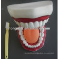 Modelo de Cuidados Dentários Médicos de Estilo Novo, modelo de cuidados dentários